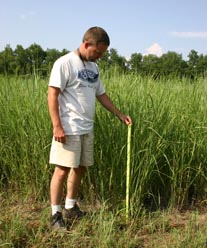 Photo of researcher measuring switchgrass