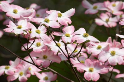 Photo of dogwood blossoms