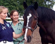 Equine sports medicine service