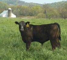 Photo of Angus steer